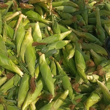 万糯2000大量上市，货源充足，