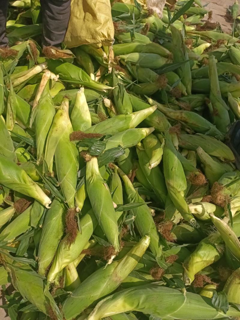 万糯2000大量上市，货源充足，