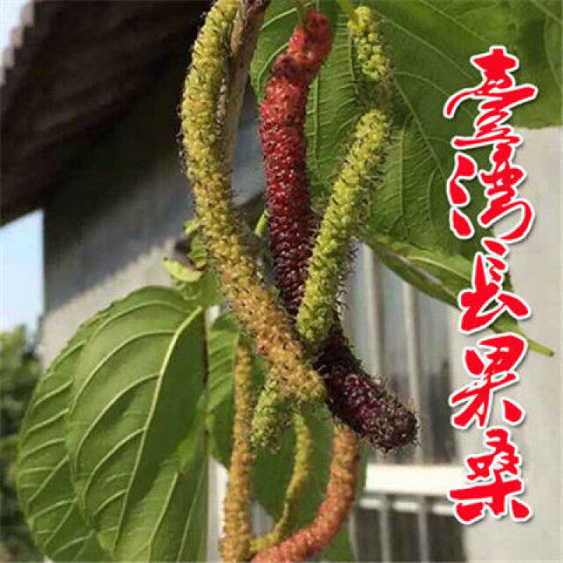 桑椹果苗桑树苗品种齐全保湿发苗死苗补发包成活