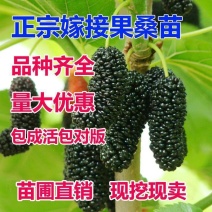 桑椹果苗桑树苗品种齐全保湿发苗死苗补发包成活