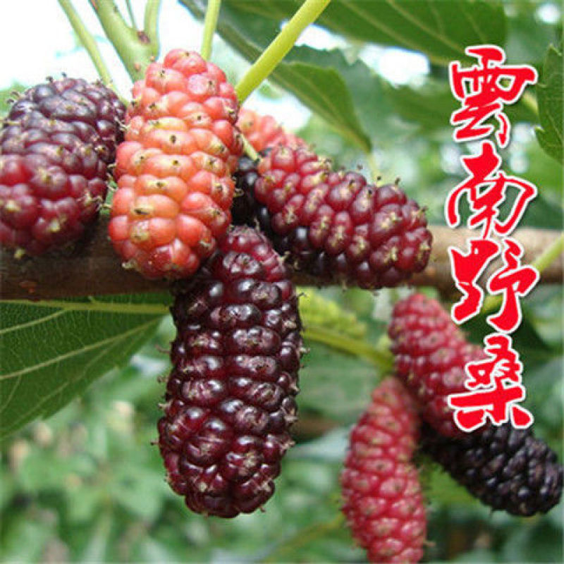 桑椹果苗桑树苗品种齐全保湿发苗死苗补发包成活