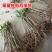 桑椹果苗桑树苗品种齐全保湿发苗死苗补发包成活