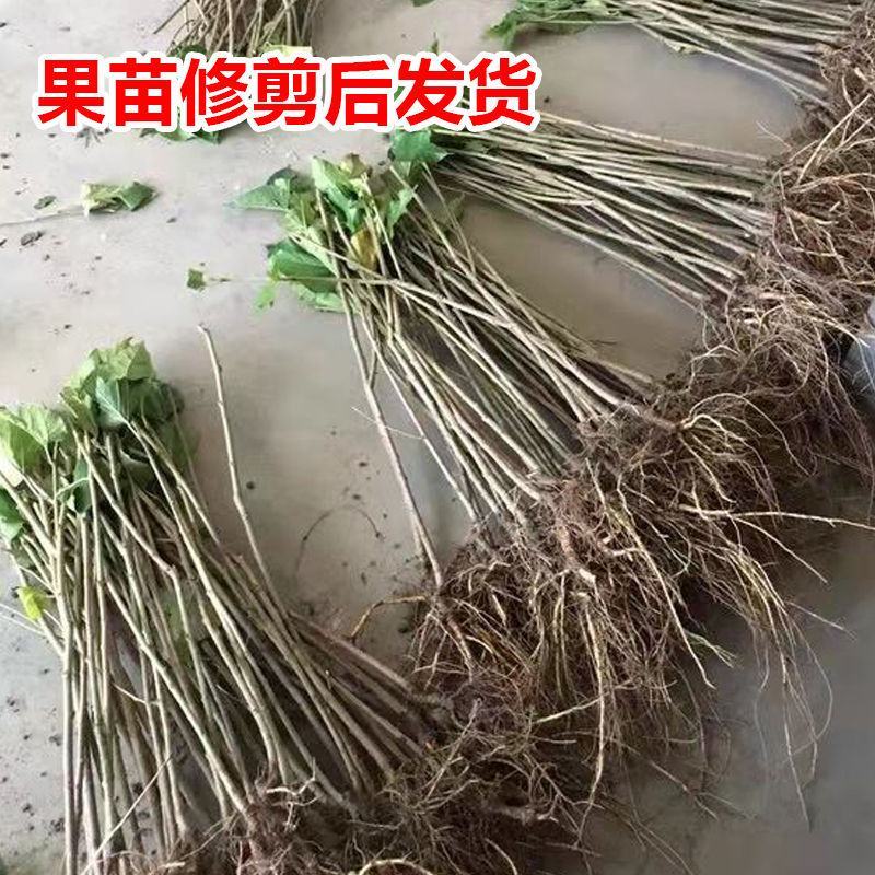 桑椹果苗桑树苗品种齐全保湿发苗死苗补发包成活