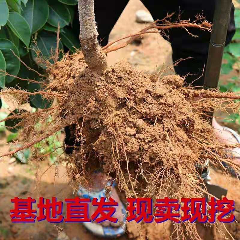 早酥红梨苗精品嫁接梨树苗拒绝假苗基地发货