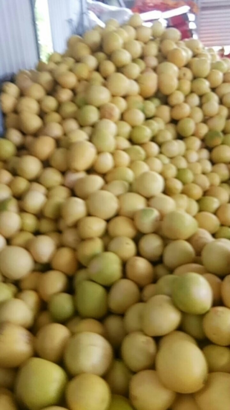 琯溪白蜜柚0.25精品好货，可对接商超，电商可视频看货
