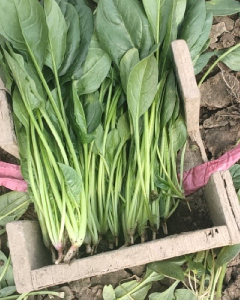 精品大叶菠菜大量上市中，质量优良，按需加工，原产地直发。