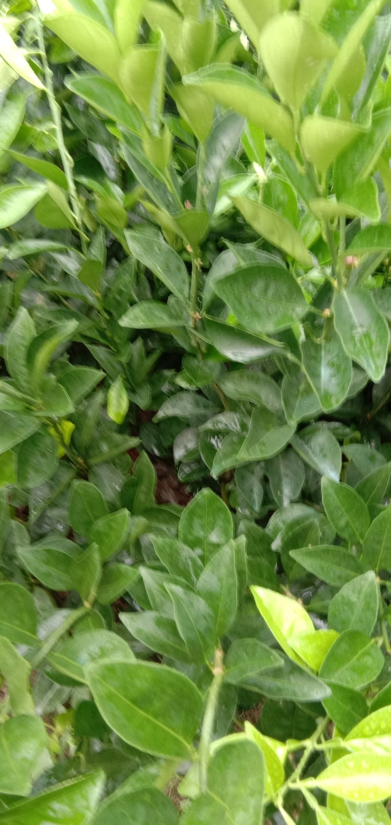江西赣南纯正纽荷尔脐橙苗30~50cm