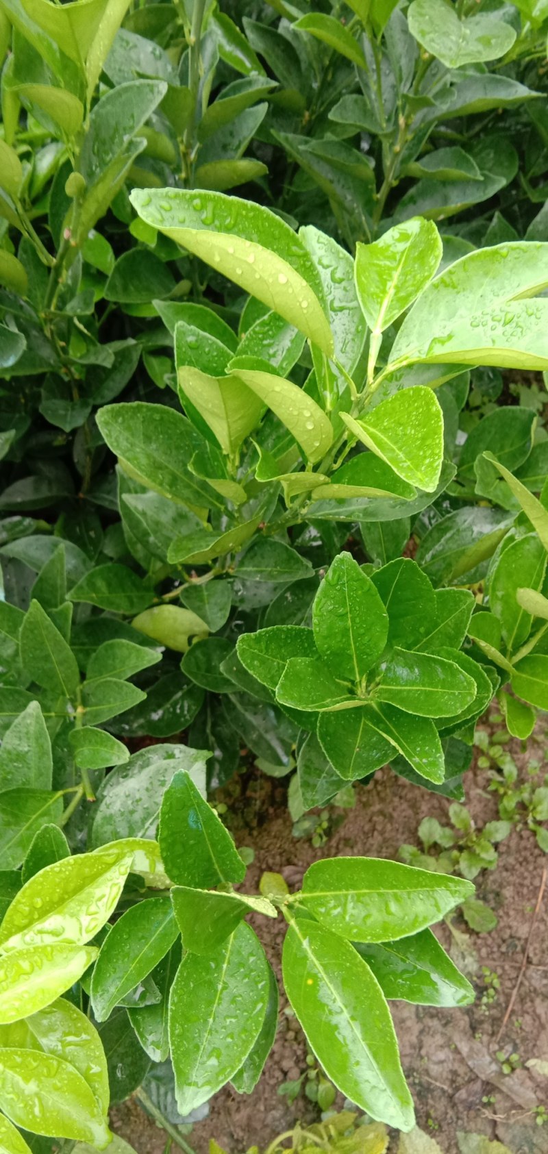 江西赣南纯正纽荷尔脐橙苗30~50cm