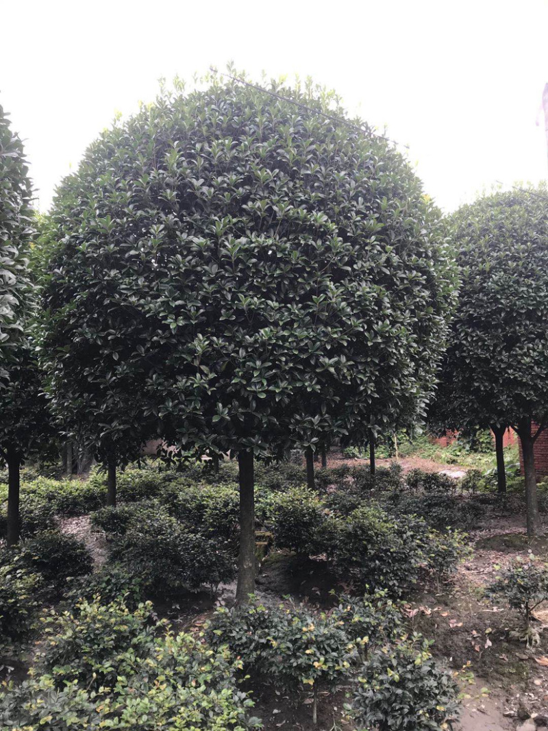 高杆丹桂，15公分桂花树，精品桂花树