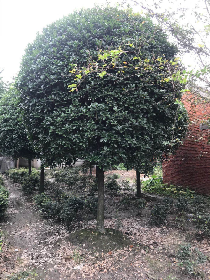 高杆丹桂，15公分桂花树，精品桂花树