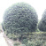 高杆丹桂，15公分桂花树，精品桂花树
