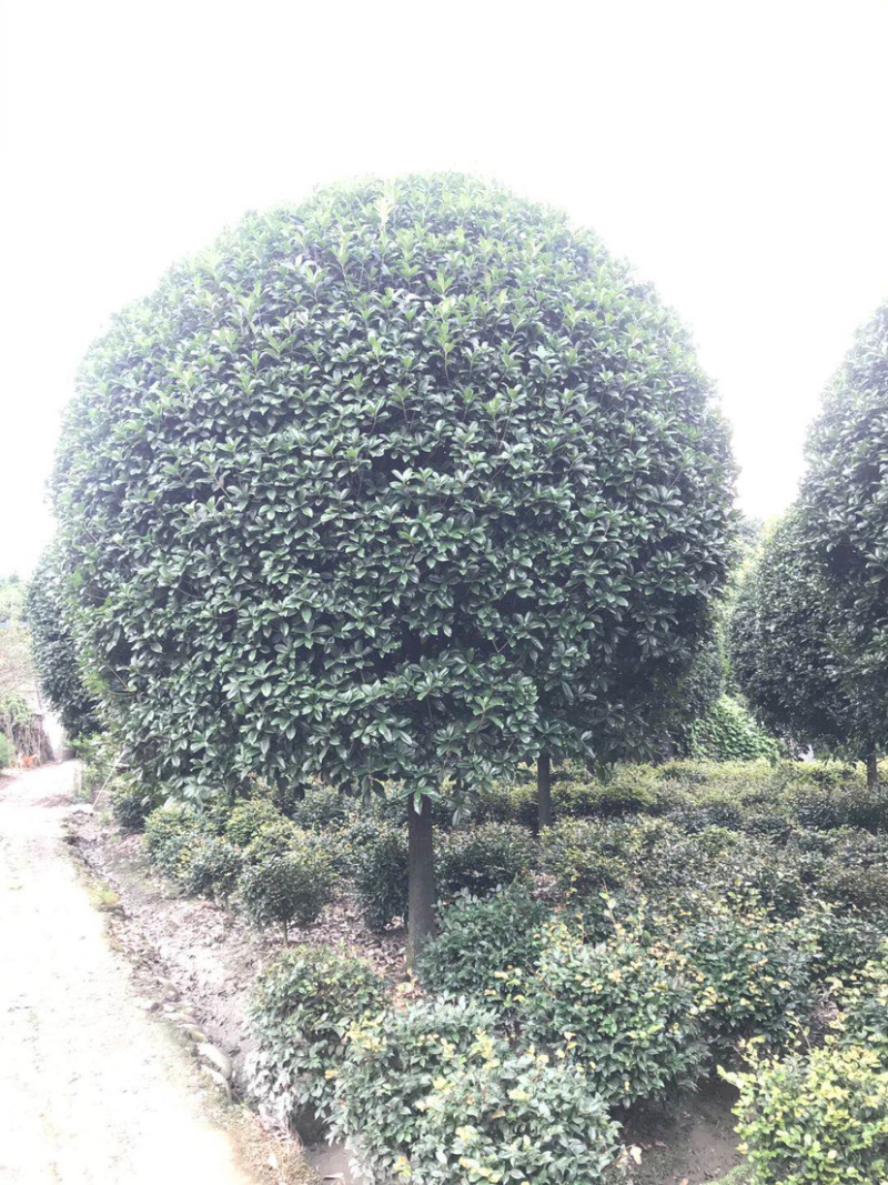高杆丹桂，15公分桂花树，精品桂花树