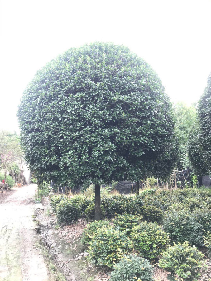 高杆丹桂，15公分桂花树，精品桂花树