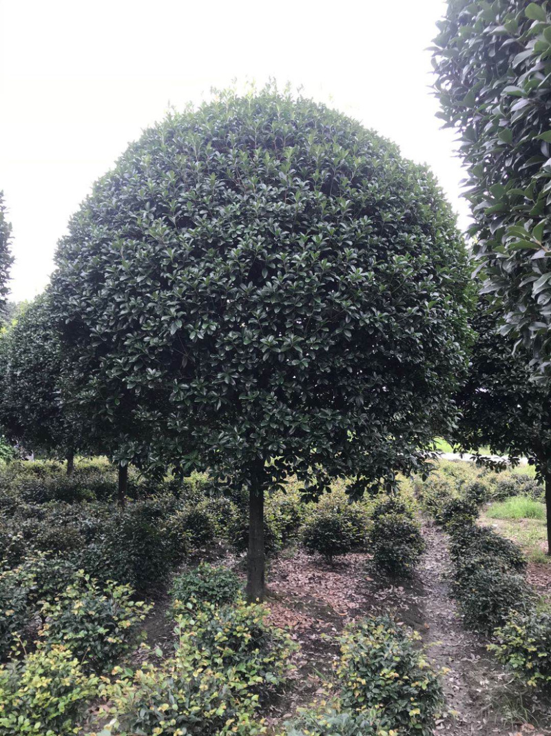 高杆丹桂，15公分桂花树，精品桂花树