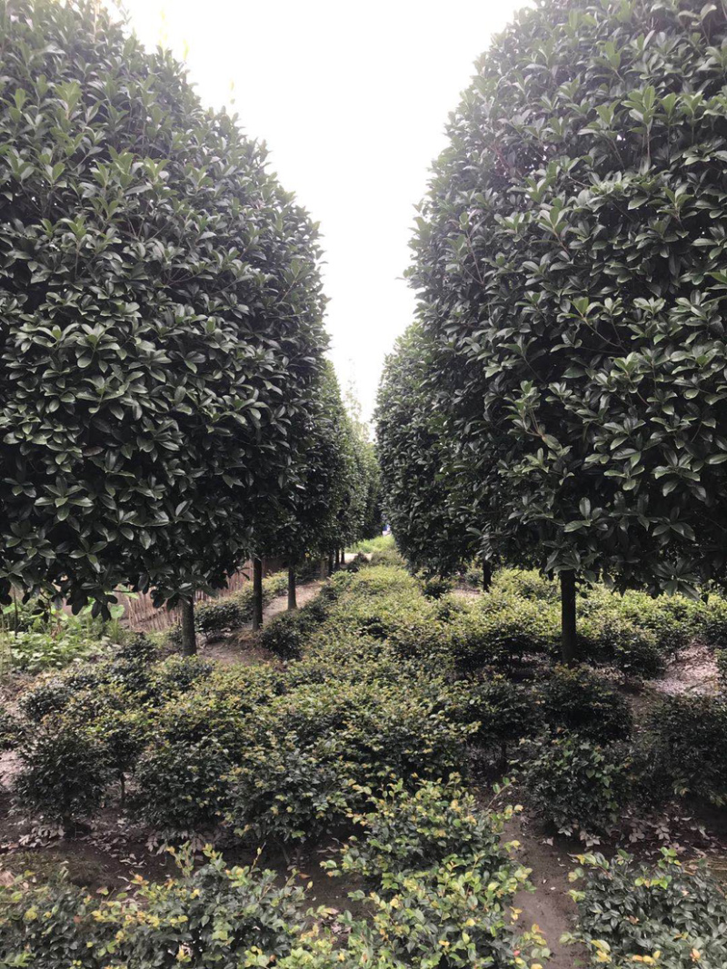 高杆丹桂，15公分桂花树，精品桂花树