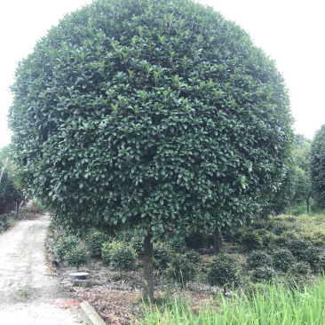 高杆丹桂，15公分桂花树，精品桂花树