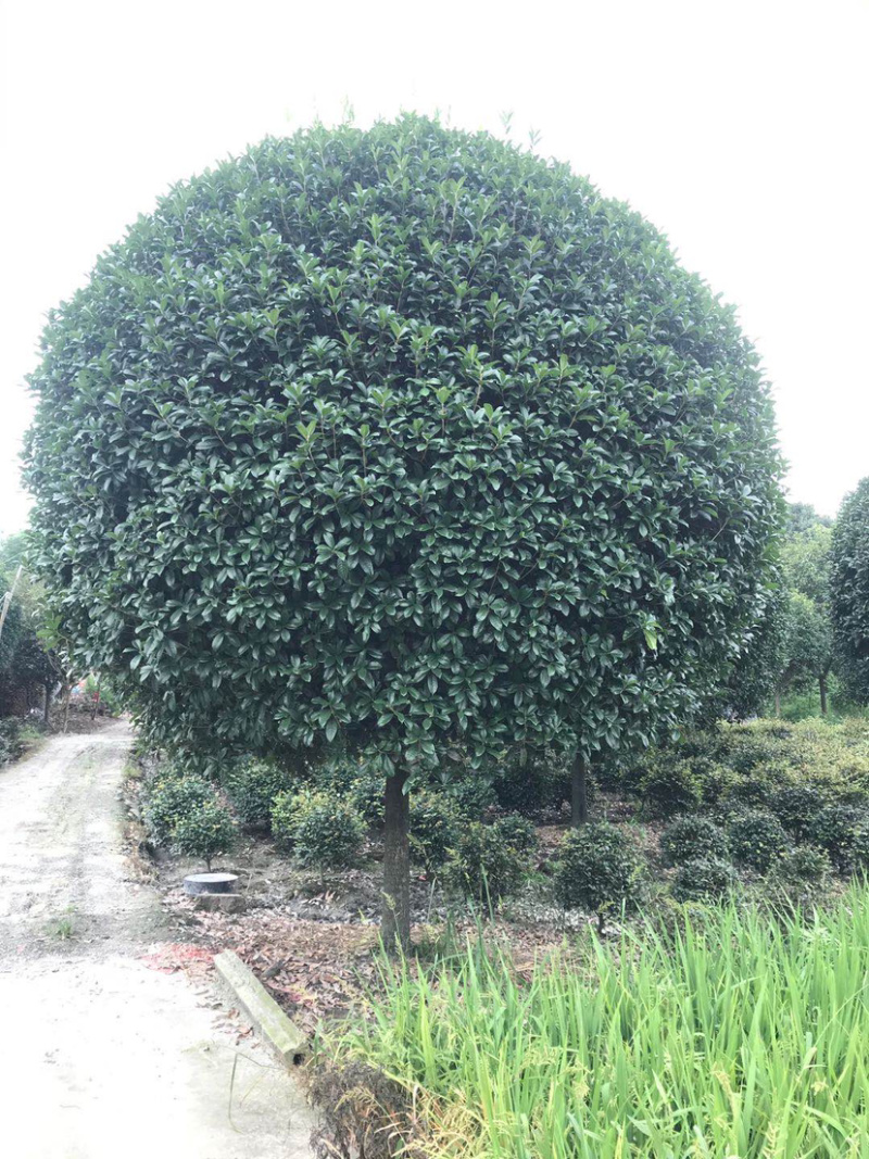 高杆丹桂，15公分桂花树，精品桂花树