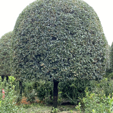 高杆丹桂，15公分桂花树，精品桂花树
