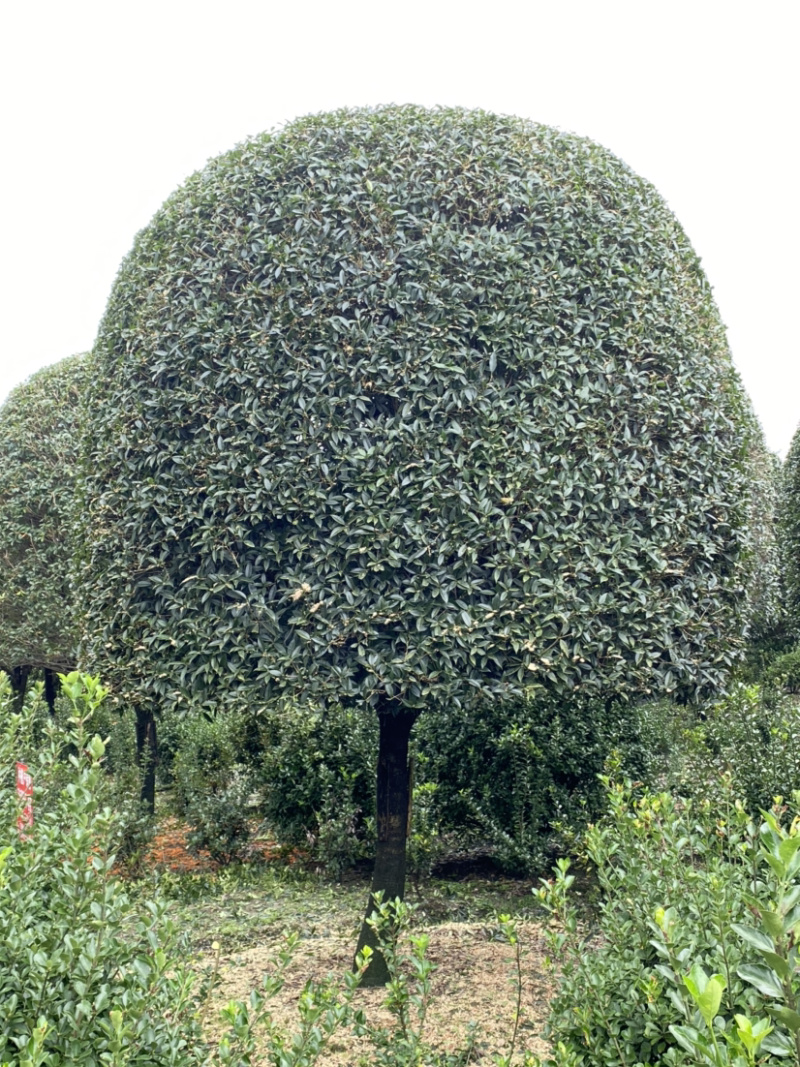 高杆丹桂，15公分桂花树，精品桂花树