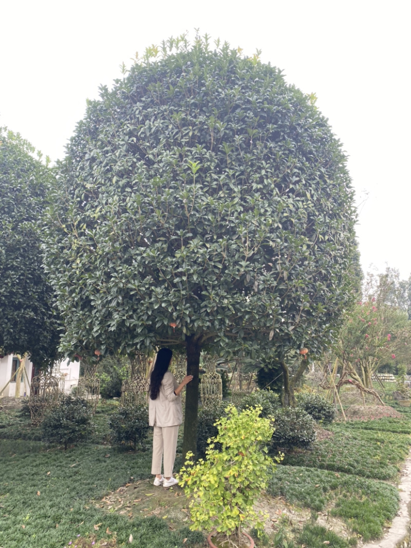 高杆丹桂，15公分桂花树，精品桂花树