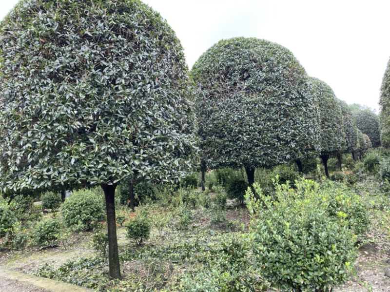 高杆丹桂，15公分桂花树，精品桂花树