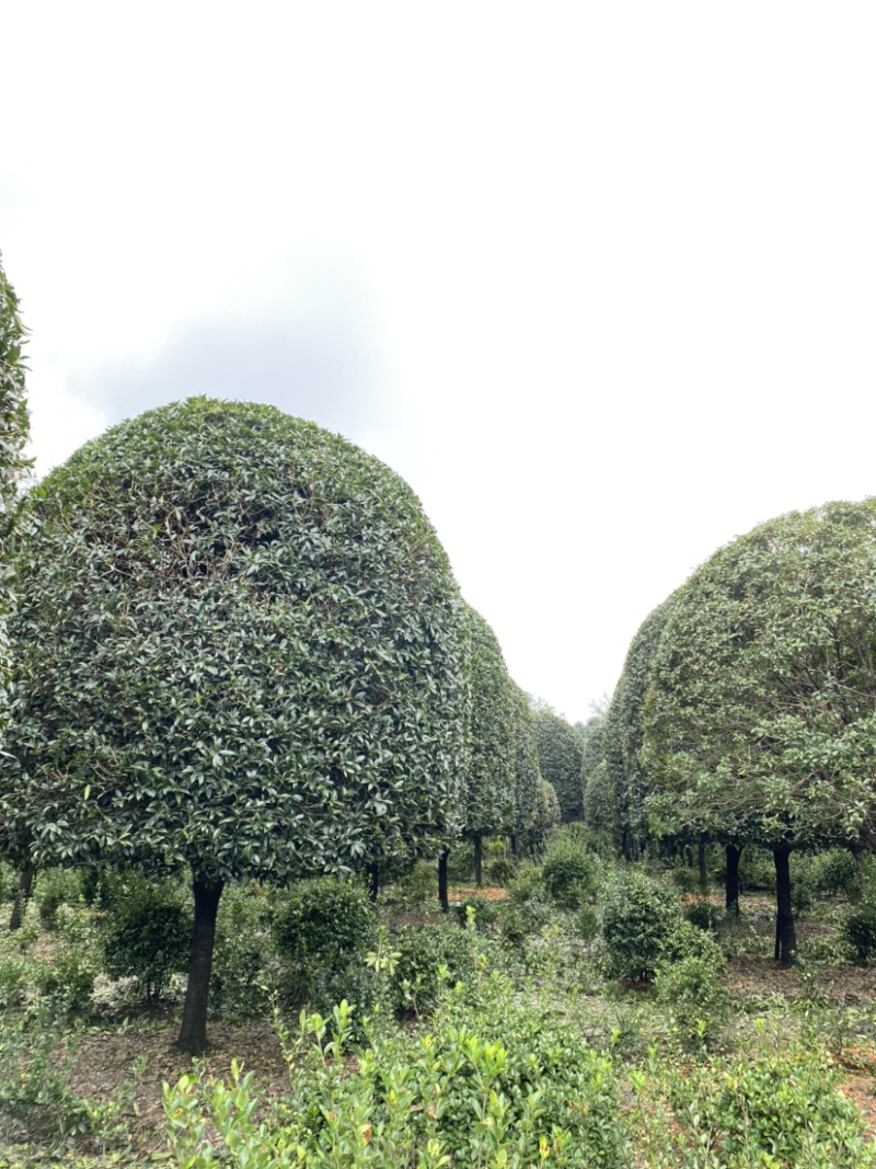 高杆丹桂，15公分桂花树，精品桂花树