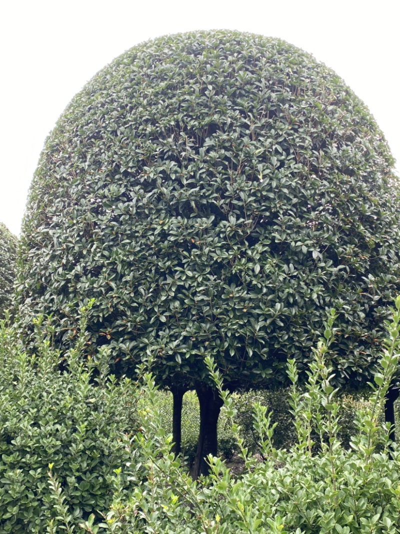 高杆丹桂，15公分桂花树，精品桂花树