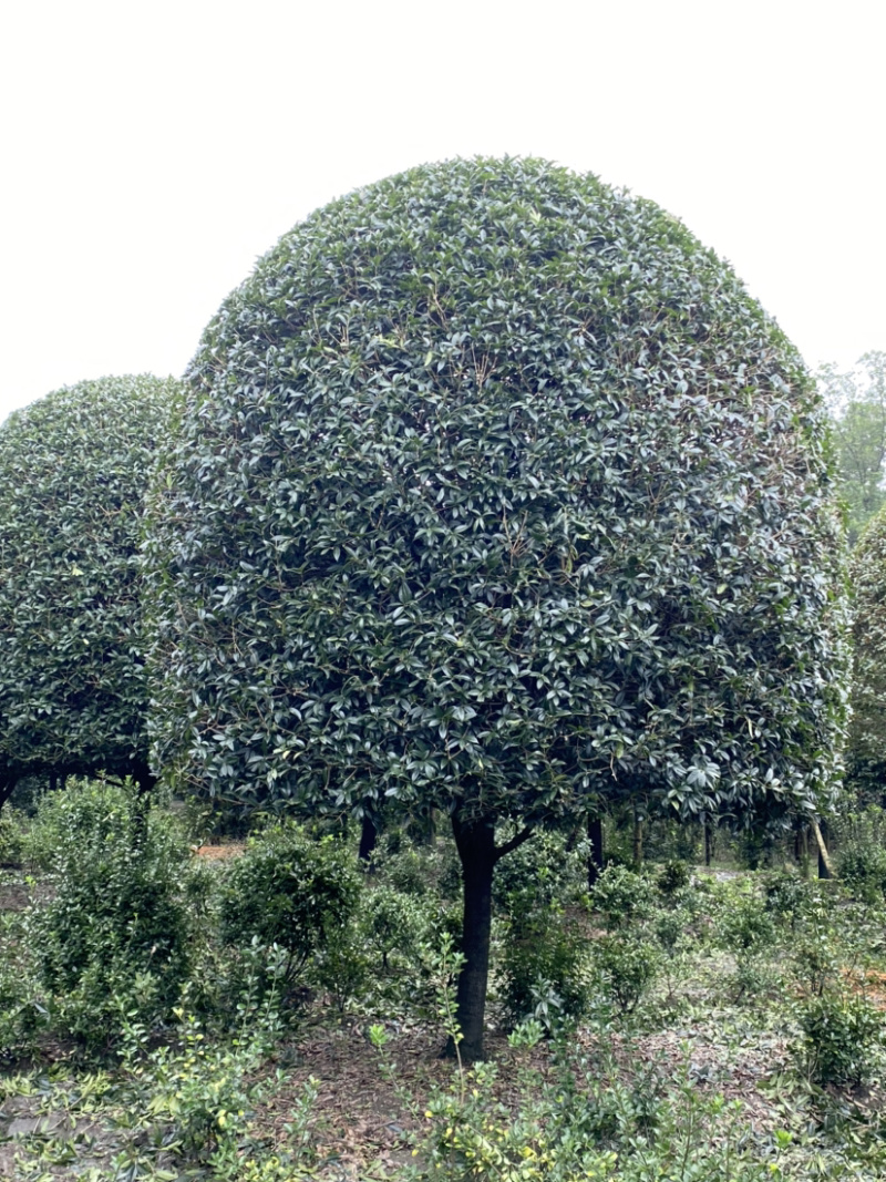 高杆丹桂，15公分桂花树，精品桂花树