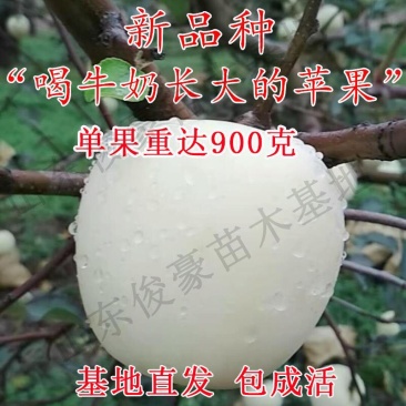 新品特大早熟奶油富士王冰糖心苹果树苗南北方种植耐寒耐旱