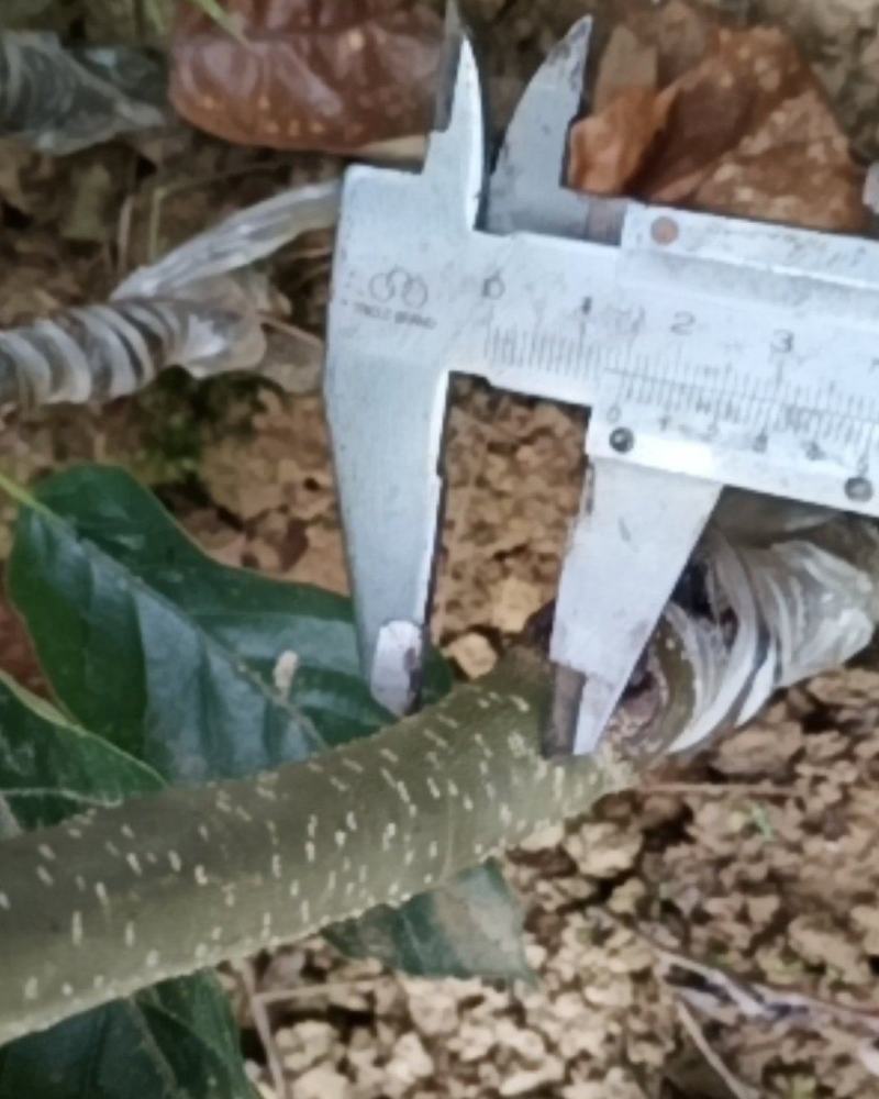 大红袍板栗苗现挖现发，品质有保障。提供技术支持