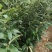 大红袍板栗苗现挖现发，品质有保障。提供技术支持