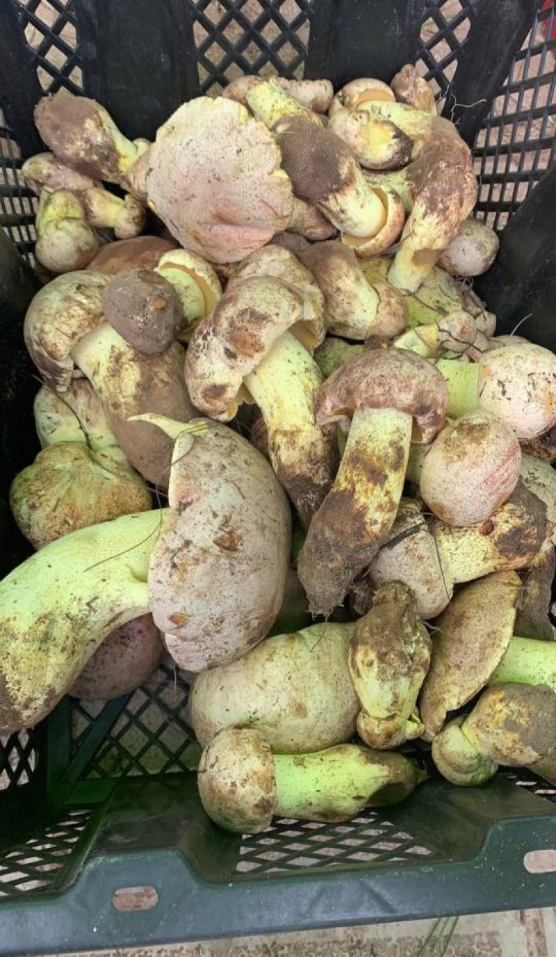 2020野生牛肝菌，红葱牛肝菌片，白葱牛肝菌片，无虫眼