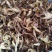 2020野生牛肝菌，红葱牛肝菌片，白葱牛肝菌片，无虫眼