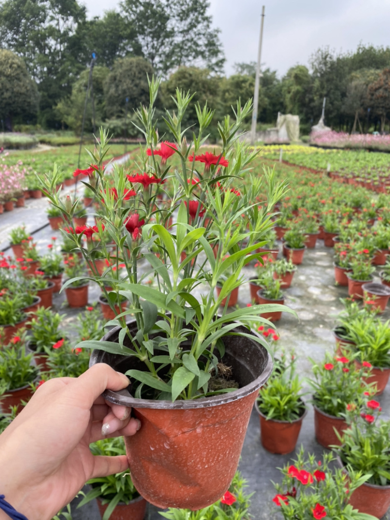 石竹花，15杯石竹花，国庆花卉石竹花