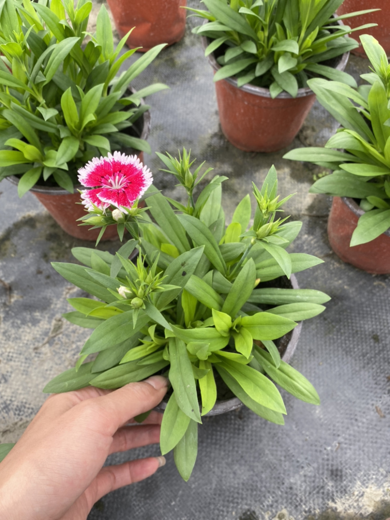 石竹花，15杯石竹花，国庆花卉石竹花