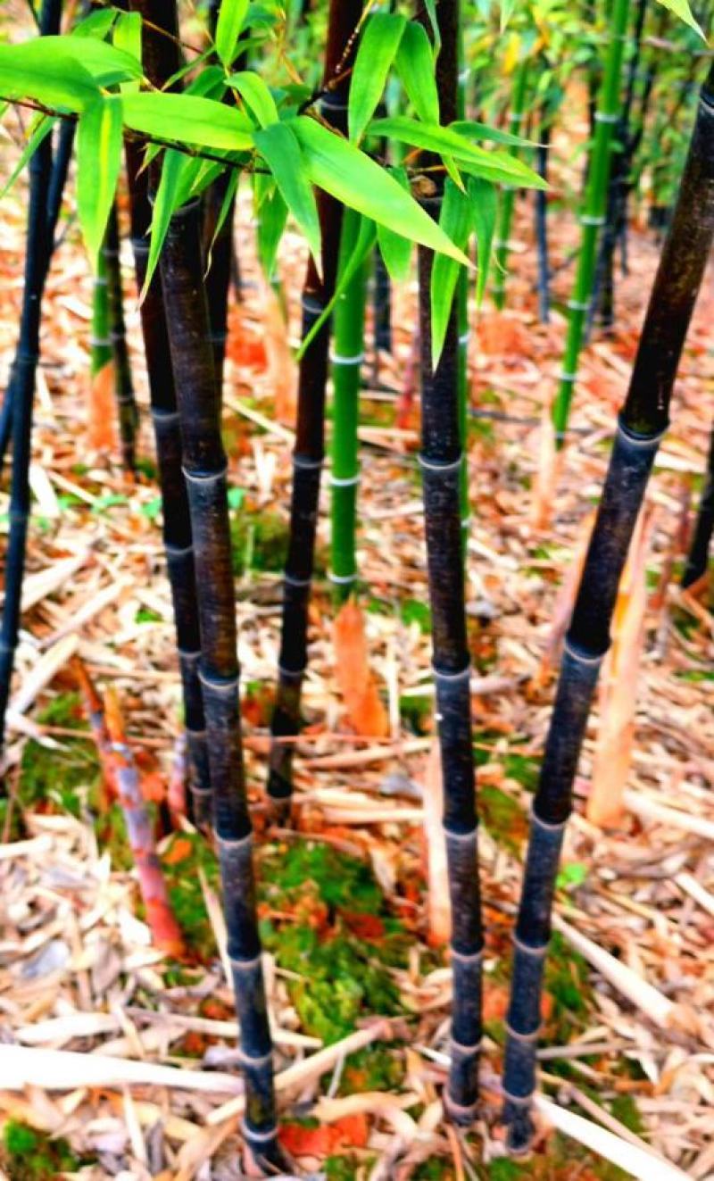 四川成都温江基地苗圃紫竹，质量保证欢迎咨询