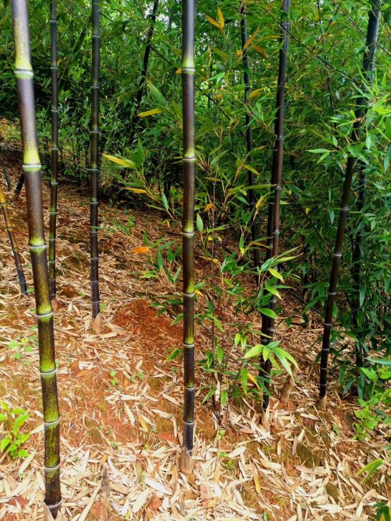 四川成都温江基地苗圃紫竹，质量保证欢迎咨询