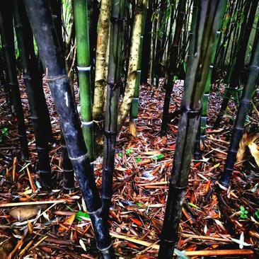 四川成都温江基地苗圃紫竹，质量保证欢迎咨询