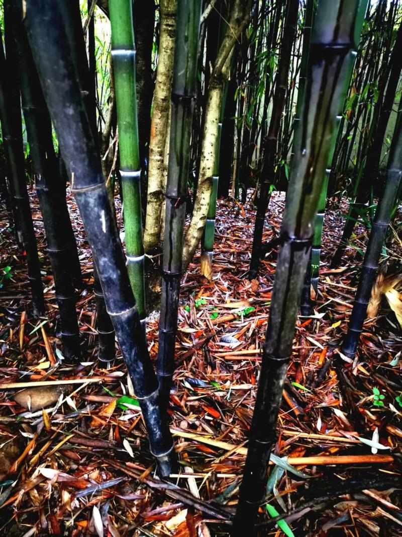 四川成都温江基地苗圃紫竹，质量保证欢迎咨询