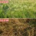 闪安90%2甲·草甘膦荒地果园非耕地杂草农用除草剂