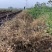 闪安90%2甲·草甘膦荒地果园非耕地杂草农用除草剂