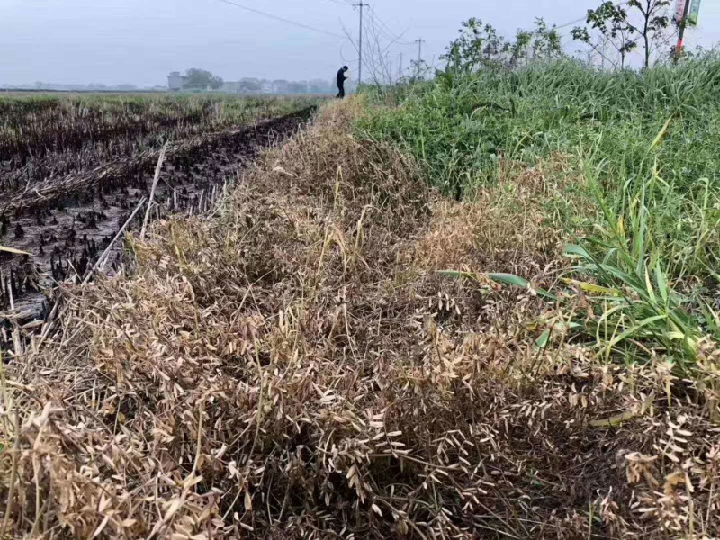 闪安90%2甲·草甘膦荒地果园非耕地杂草农用除草剂