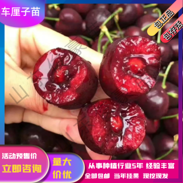 俄罗斯8号车厘子黑珍珠大樱桃树苗南北方种植嫁接当年挂果
