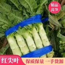 尖叶莴笋支持电商、商超，超市，各大市场大量供应包售后。