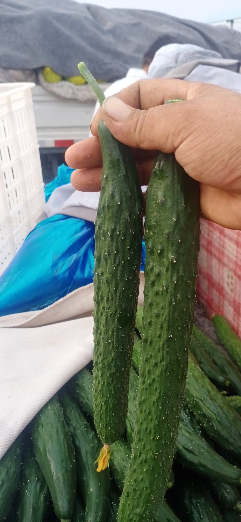 精品密刺黄瓜产地直发保质保量诚信商家欢迎咨询