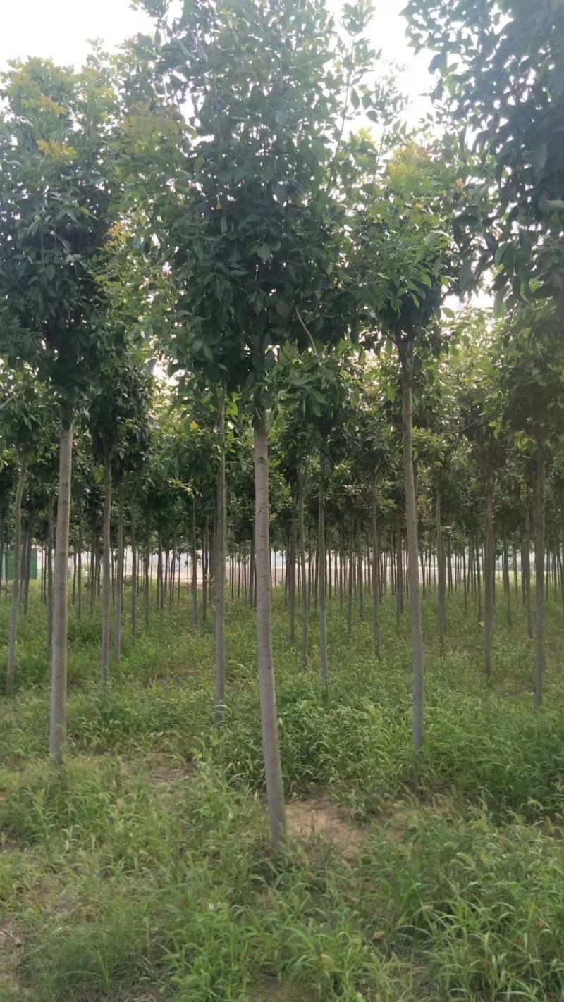 四川成都温江基地苗圃白蜡树，质量保证欢迎咨询
