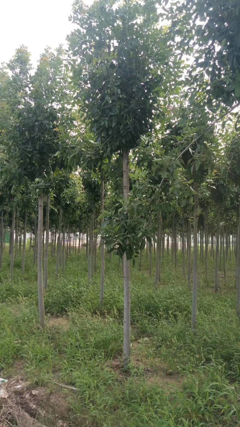 四川成都温江基地苗圃白蜡树，质量保证欢迎咨询