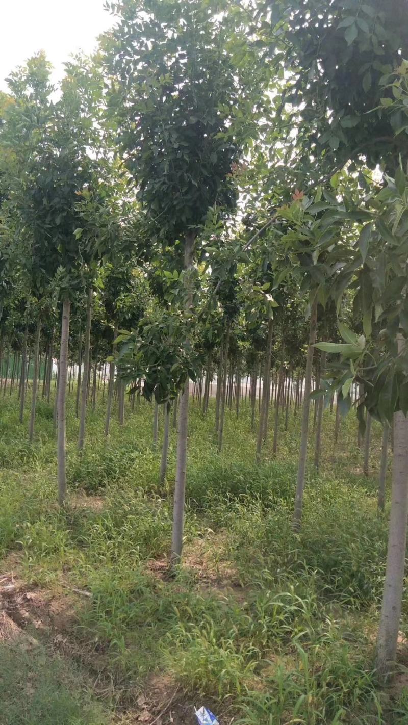 四川成都温江基地苗圃白蜡树，质量保证欢迎咨询