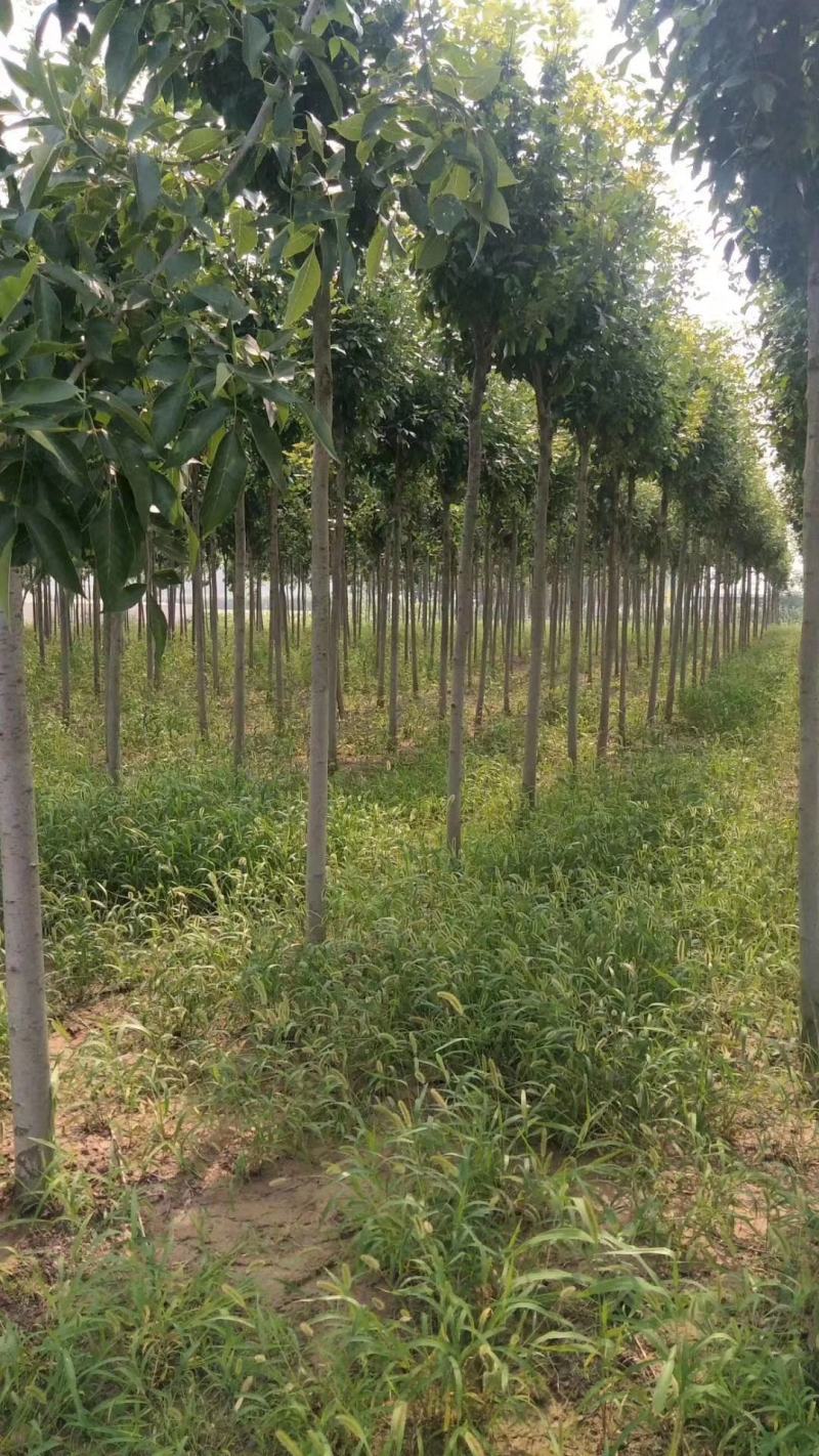 四川成都温江基地苗圃白蜡树，质量保证欢迎咨询