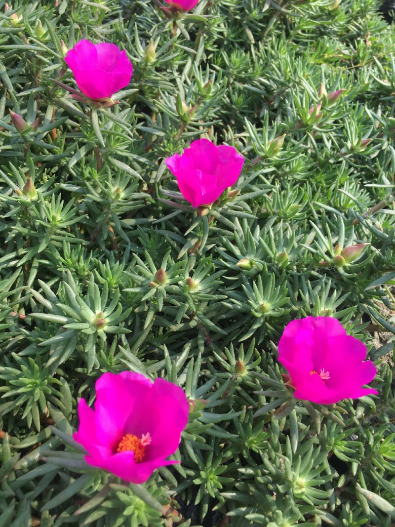 太阳花，单瓣太阳花，普通太阳花